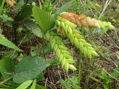 Flemingia strobilifera