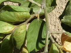 Flemingia strobilifera