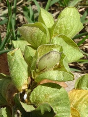 Flemingia strobilifera