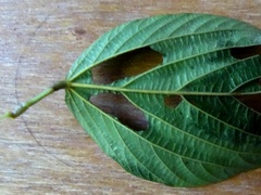 Flemingia strobilifera