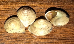 Helicina concentrica