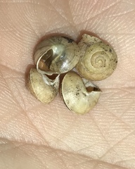 Helicina concentrica