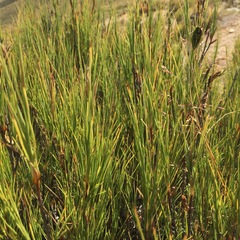 Dracophyllum acerosum