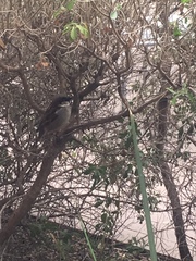Passer domesticus
