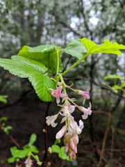 Ribes sanguineum glutinosum