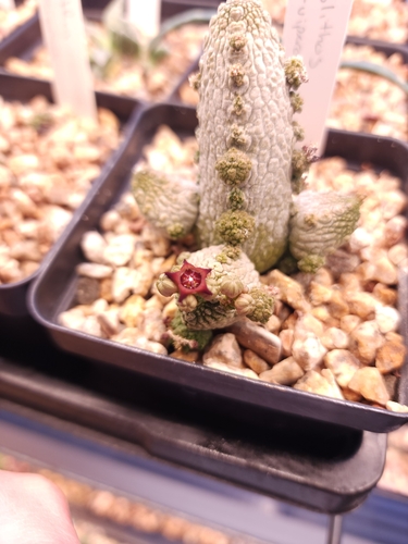 Pseudolithos caput-viperae Lavranos