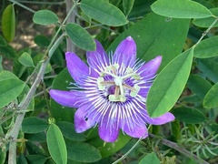 Passiflora urbaniana
