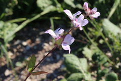 Collinsia sparsiflora