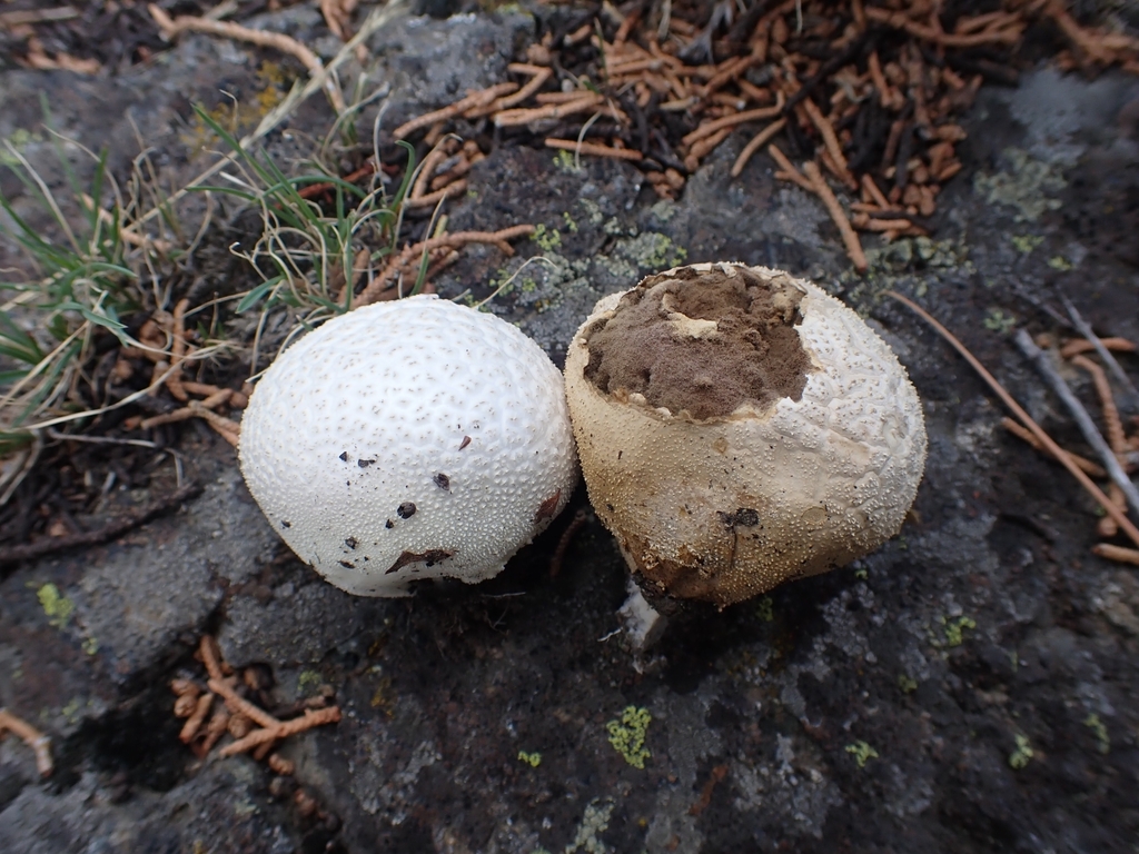 Lycoperdon sp. 'CA02'