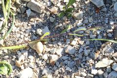 Collinsia sparsiflora