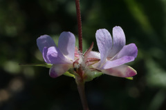 Collinsia sparsiflora