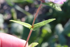 Collinsia sparsiflora