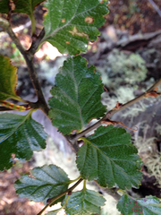 Nothofagus antarctica