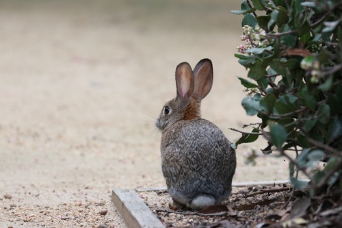 iNaturalist observation photo of Desert Cottontail