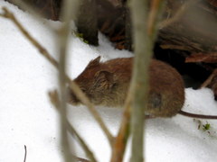 Clethrionomys gapperi