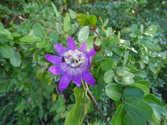 Passiflora urbaniana