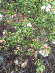 Ceanothus otayensis