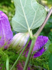 Passiflora urbaniana