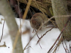 Clethrionomys gapperi