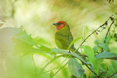 Piranga erythrocephala