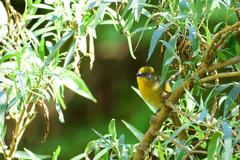 Piranga erythrocephala