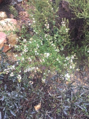 Ceanothus otayensis