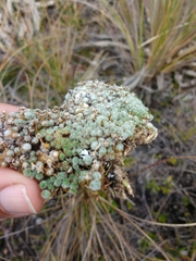 Paepalanthus lodiculoides