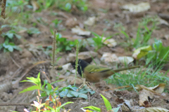 Pipilo maculatus macronyx