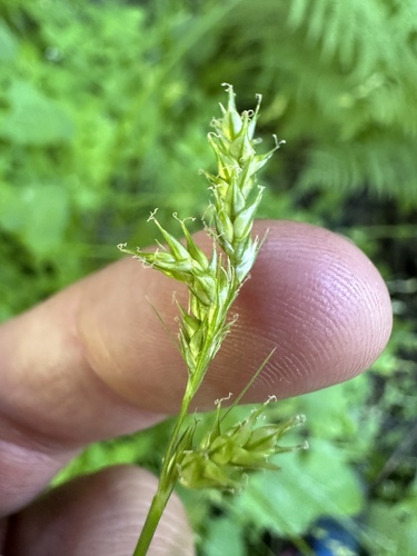 weakly veined sedge (Carex infirminervia)