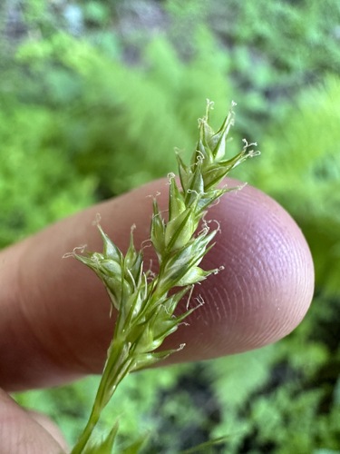 Image of Carex infirminervia by (c) Matt Berger, some rights reserved (CC BY)