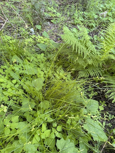 Image of Carex infirminervia by (c) Matt Berger, some rights reserved (CC BY)