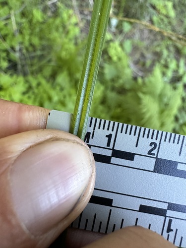 Image of Carex infirminervia by (c) Matt Berger, some rights reserved (CC BY)
