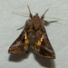 Common Looper Moth - Photo (c) Stella Tea, some rights reserved (CC BY-NC), uploaded by Stella Tea