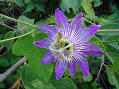 Passiflora urbaniana