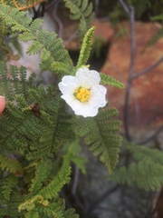 Chamaebatia australis