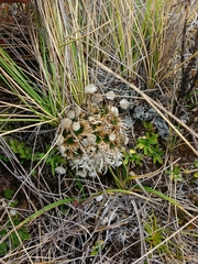 Paepalanthus