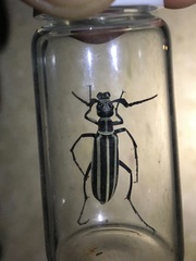 Epicauta atrivittata