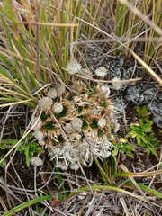 Paepalanthus