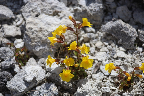 Yellowstone Monkeyflower