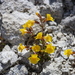 Yellowstone Monkeyflower - Photo (c) Scott Denkers, some rights reserved (CC BY-NC), uploaded by Scott Denkers