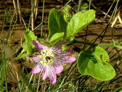 Passiflora foetida