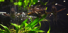 Freshwater Butterfly Fish photo 4