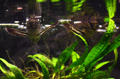 Freshwater Butterfly Fish photo 5