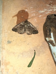 Catarhoe basochesiata