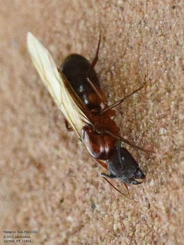 Tropical Carpenter Ant photo 4