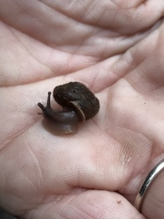 Vespericola armigera