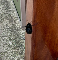 Xylocopa darwini