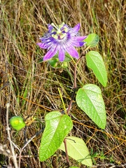 Passiflora urbaniana