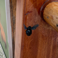 Xylocopa darwini