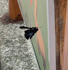 Xylocopa darwini